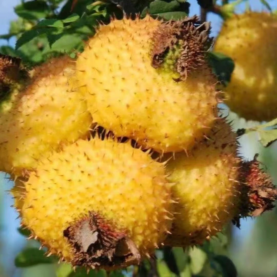 贵州野生刺梨鲜果冷链包装富含维C可泡茶泡酒新鲜现摘现榨刺梨汁