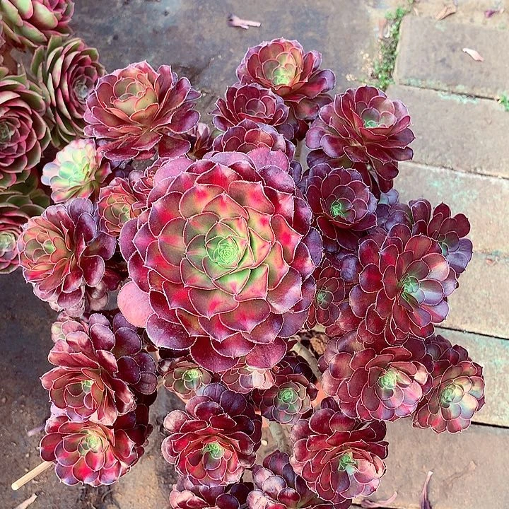 晚霞的，多肉植物