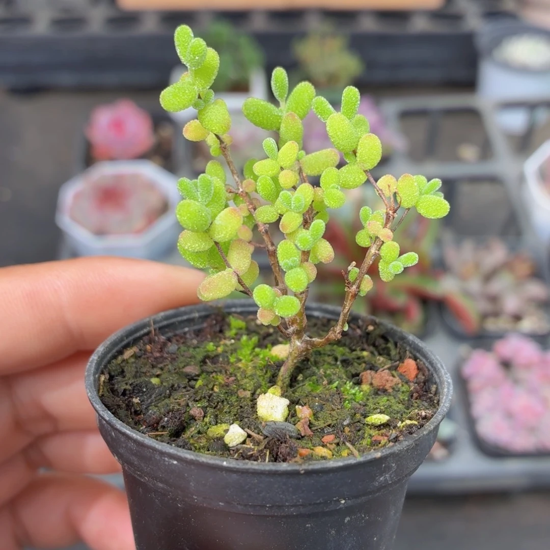 小盆蜜橘糖球多肉9.9包邮发货