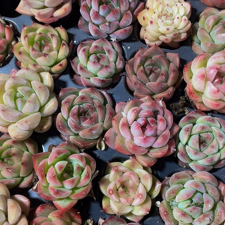 小东云杂1元带土发