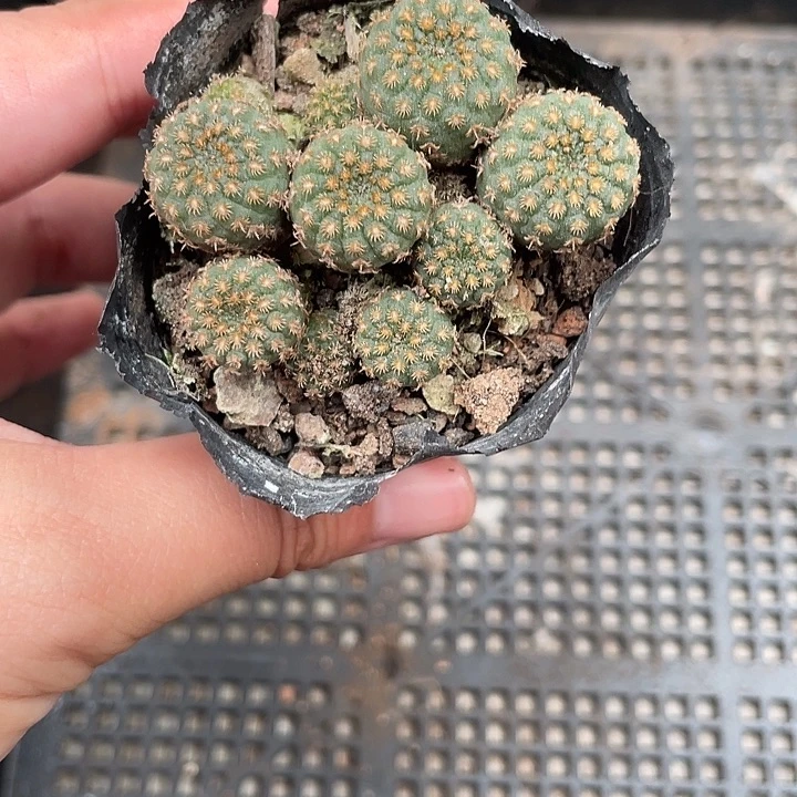 174豹之子仙人球植物