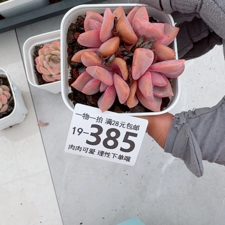 彩虹糖多肉植物多肉多肉多