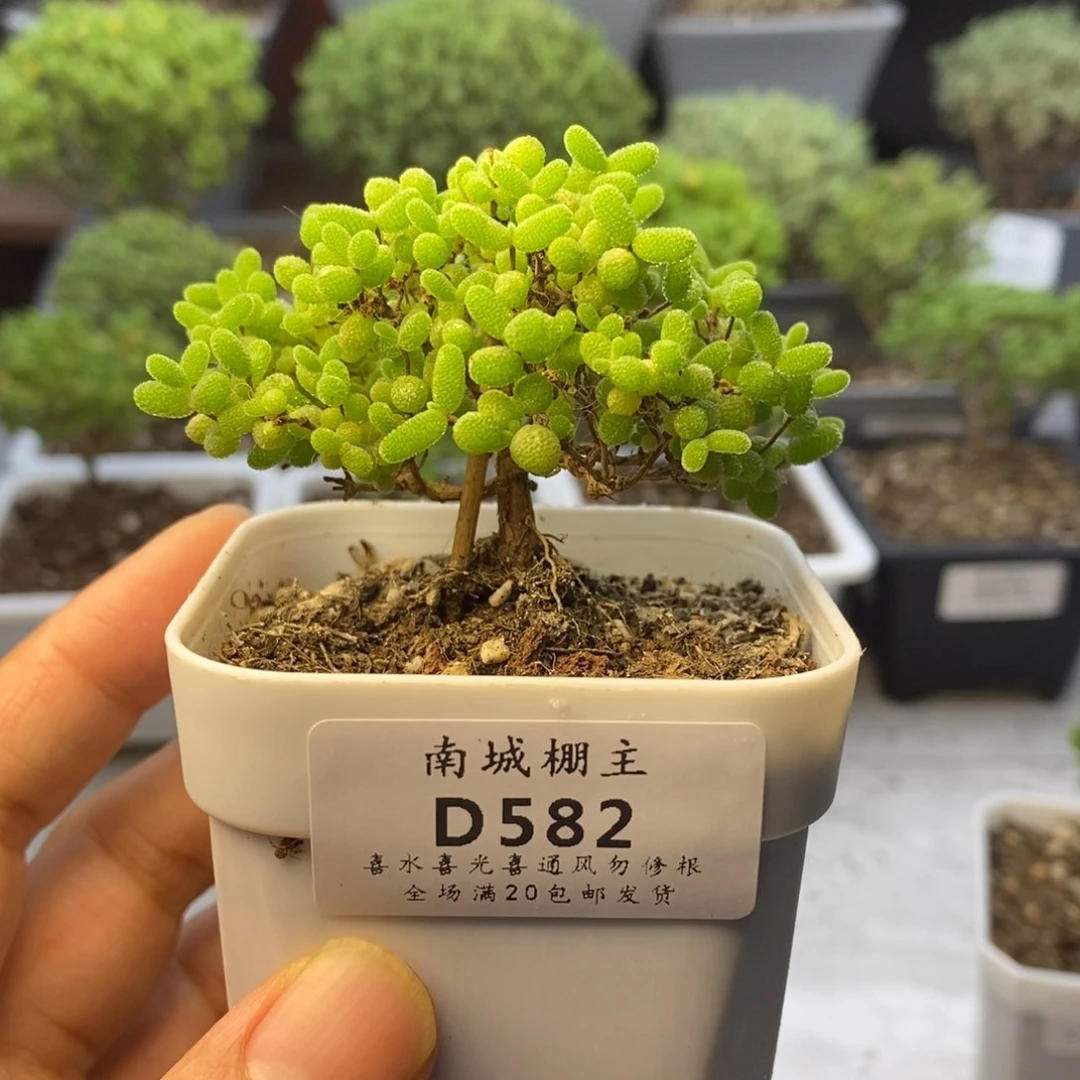 582蜜橘糖球枝干