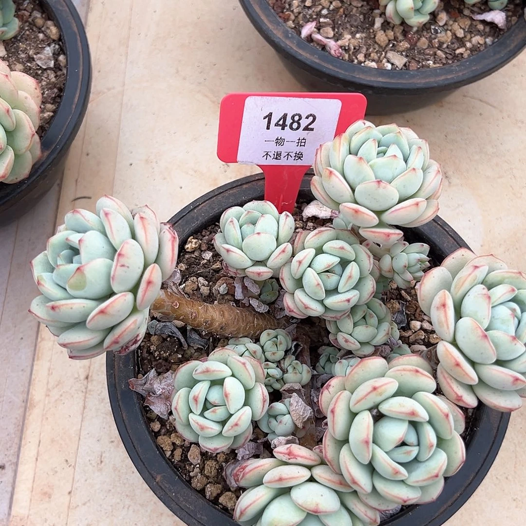 H**y香草群生1482号