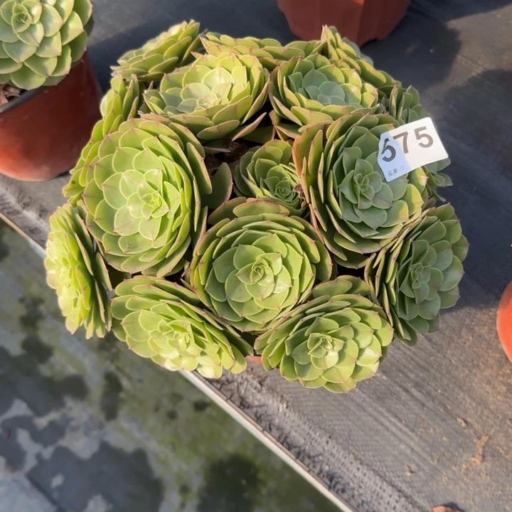 布***～多肉植物提取精华575