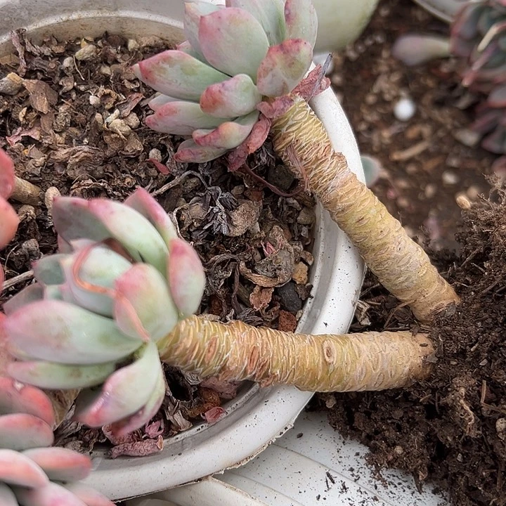 无花朵玛瑙双头起。