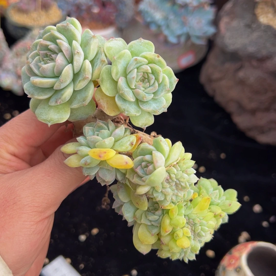 新年快乐 新年快乐