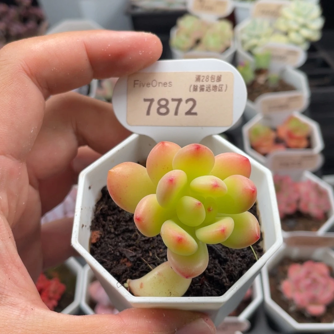 春萌7872-4.5厘米