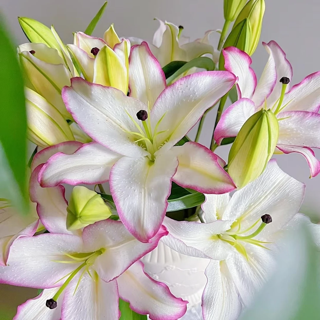 特香香水百合【大球唇彩】1颗周长18/20cm单瓣浓香