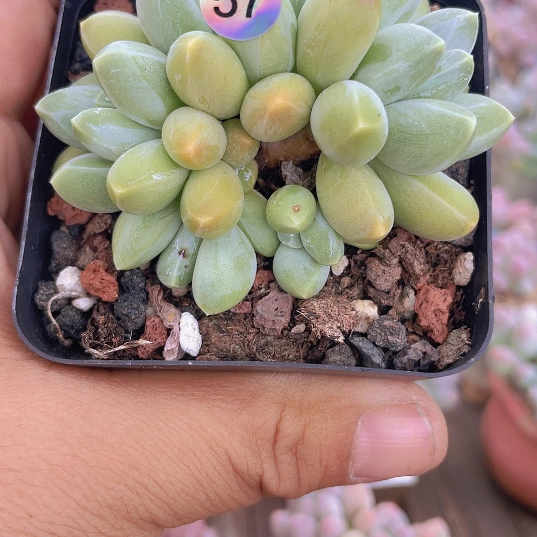 Y***i多肉植物多肉植物