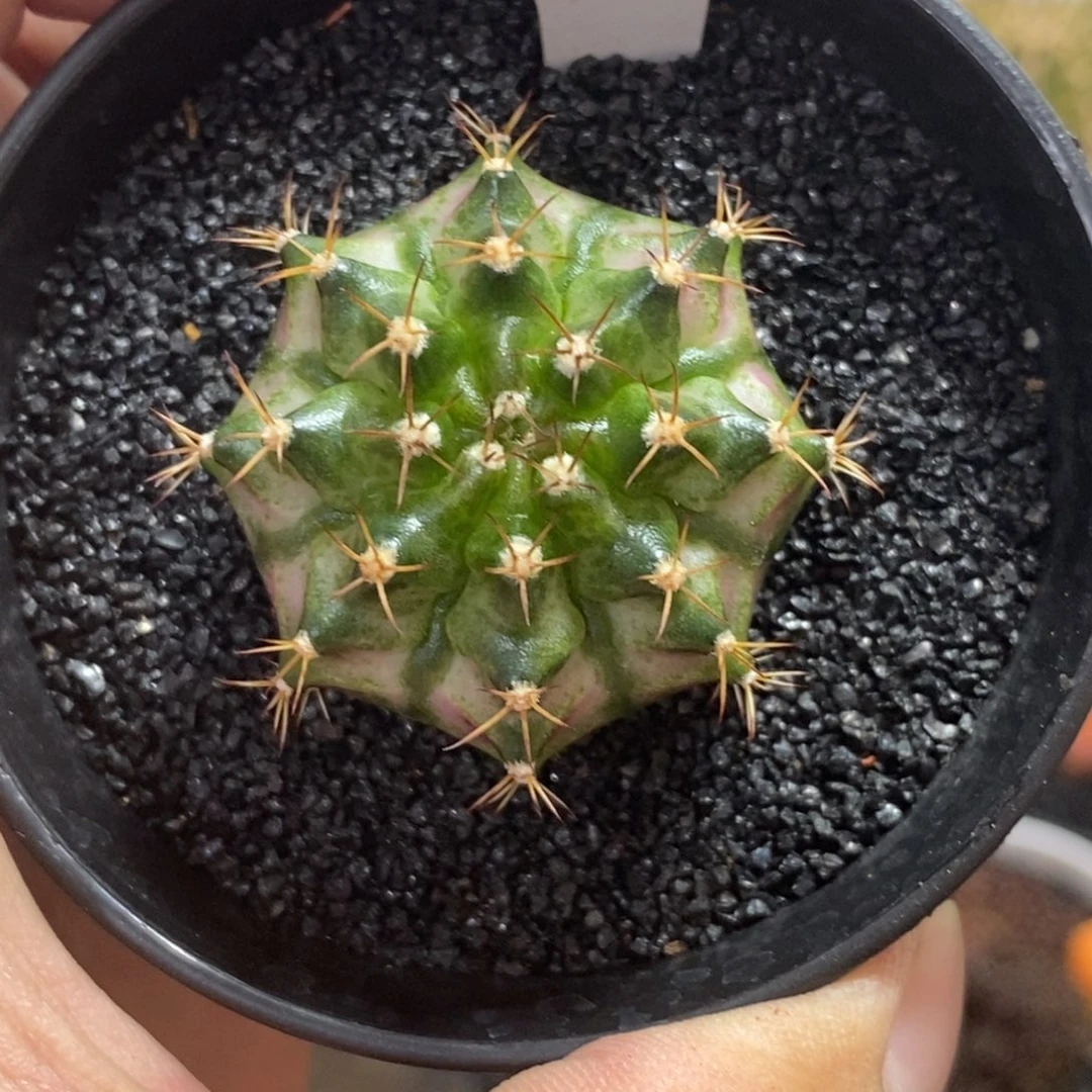 实生海神—脱土发货29