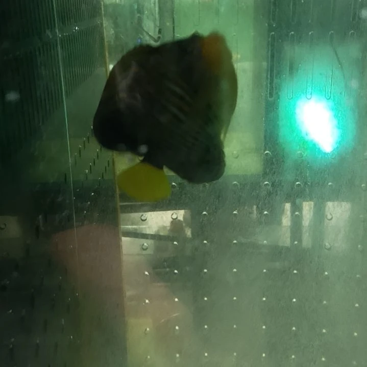 海水鱼金毛巾海水观赏鱼 14