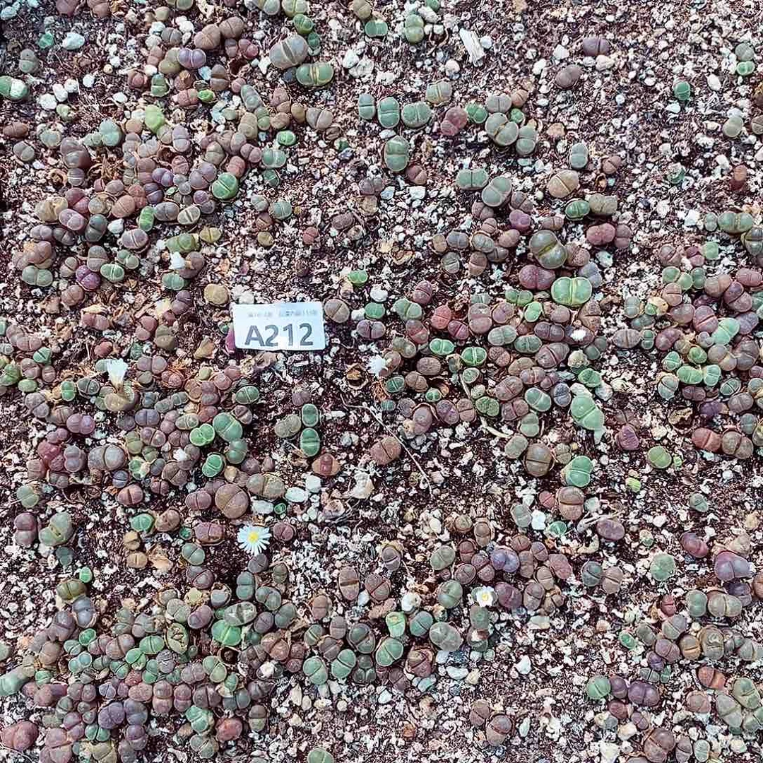 212 脱土发货清筐