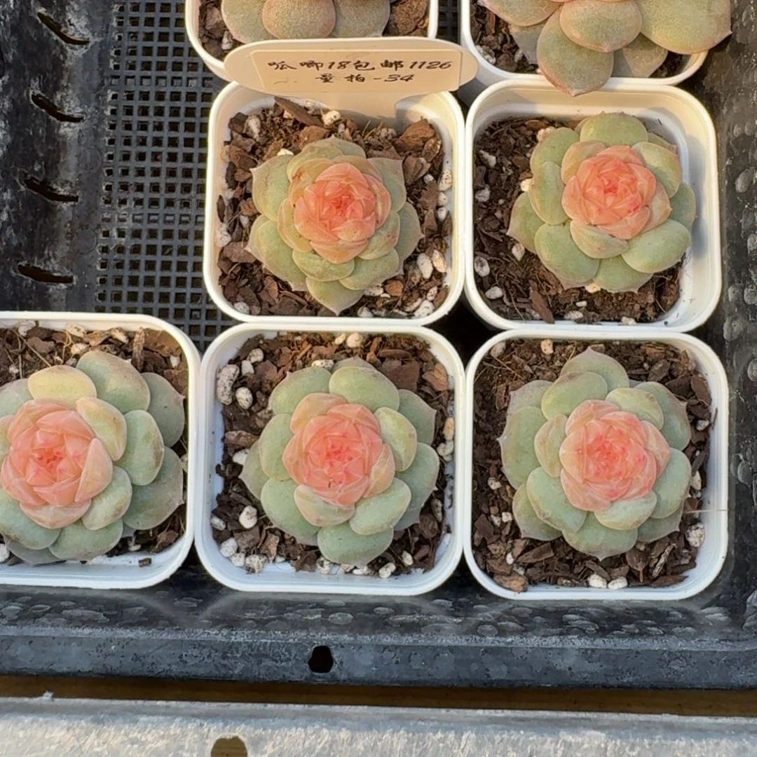 1126-034-纯牛奶一颗量拍