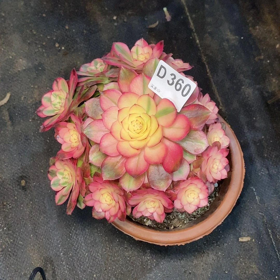 万***一荔枝360炖肉11111