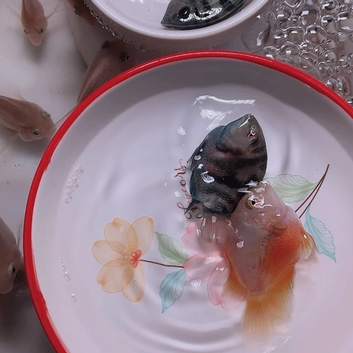 鹦鹉鱼迷你鹦鹉2条母