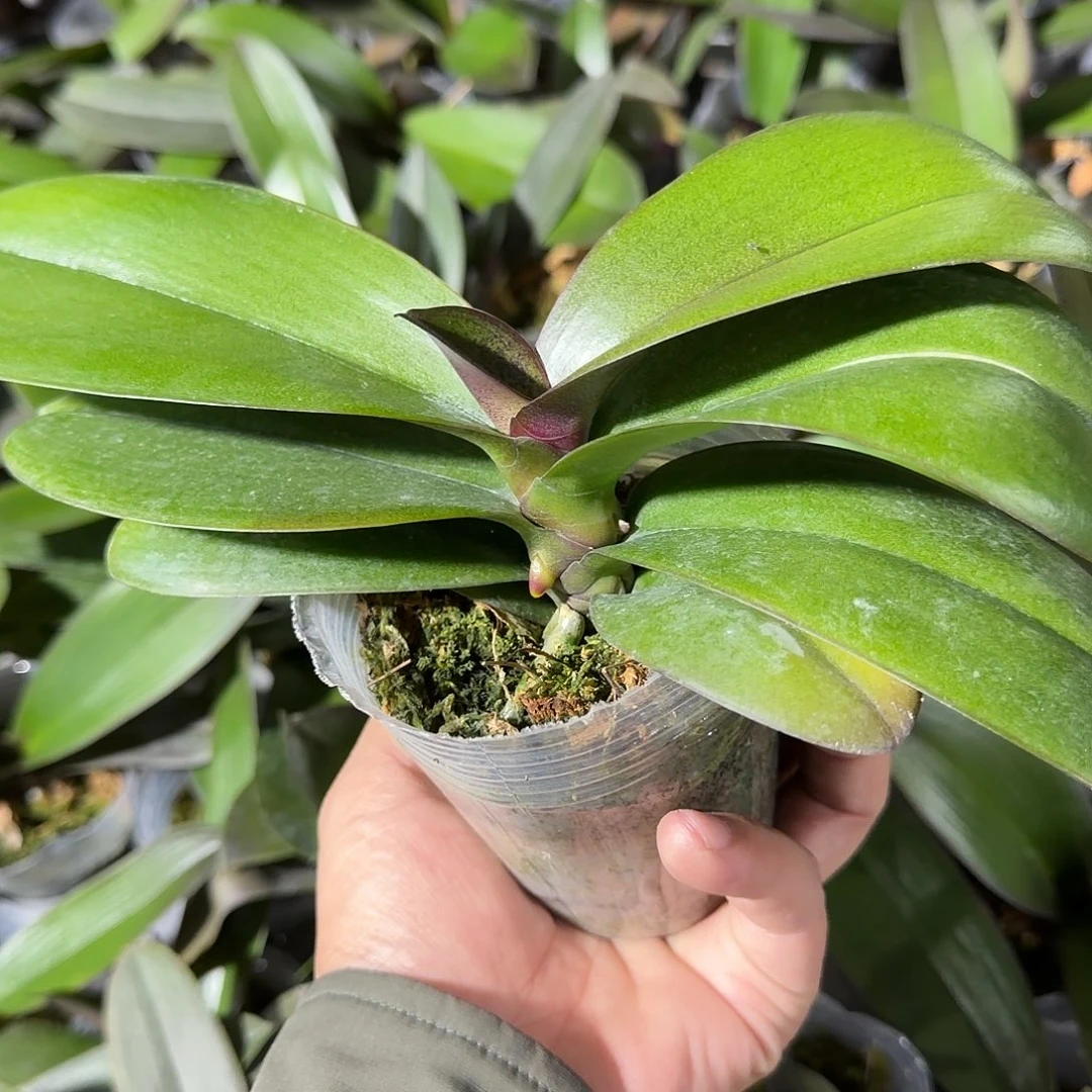 无花朵拉丁舞裙带梗