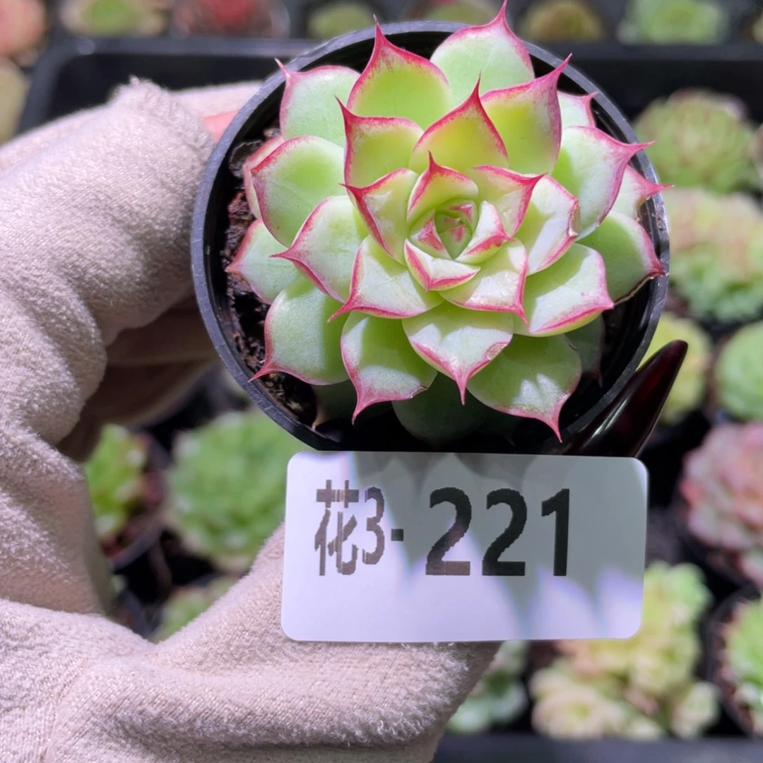 花利美3-221女王玫瑰