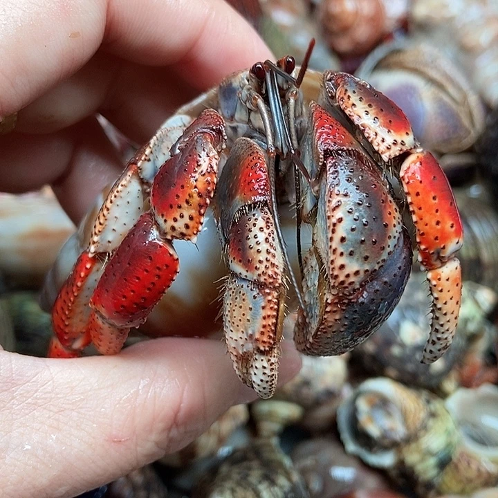 3.9口炫彩西伯巨无霸