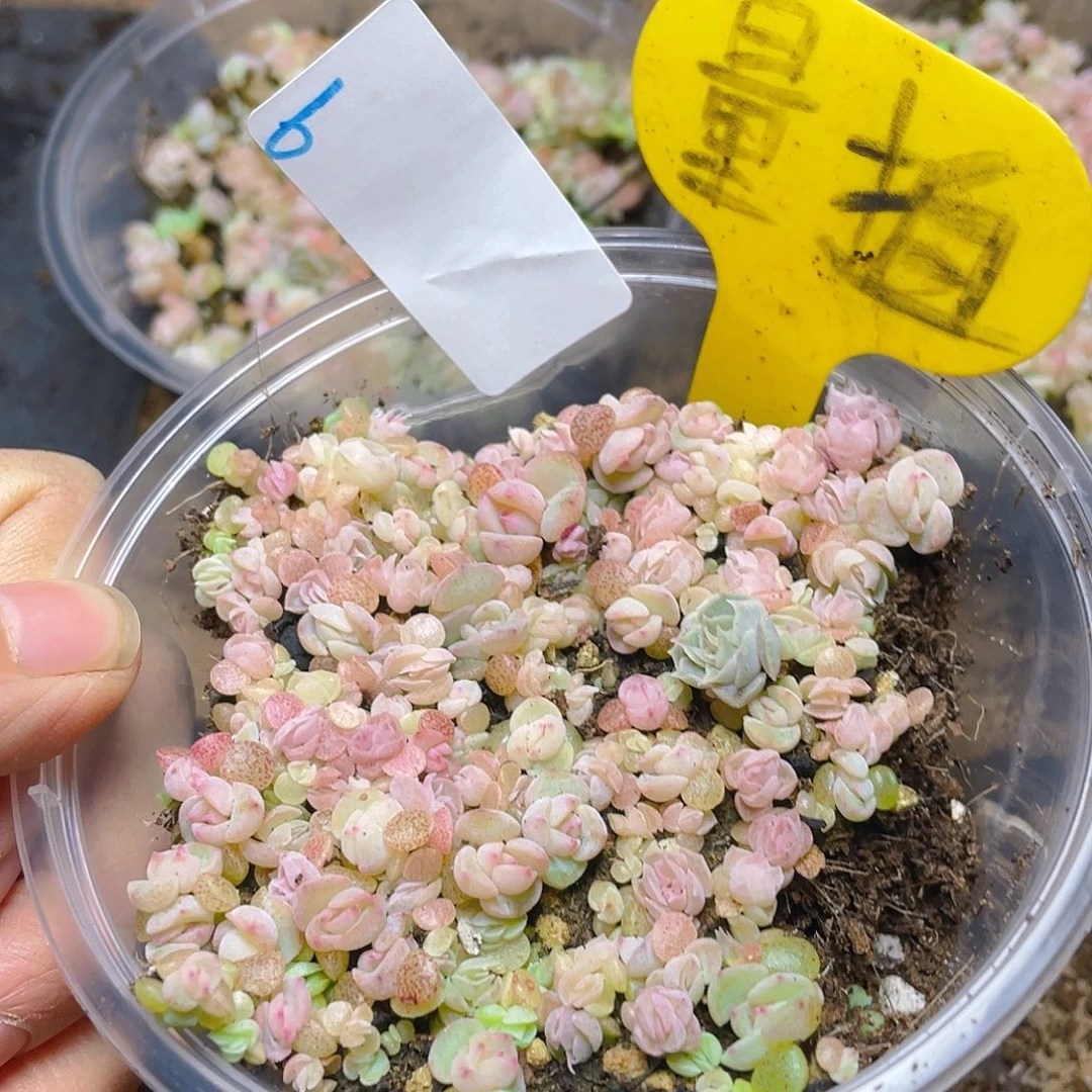 量拍多肉植物多肉植物6