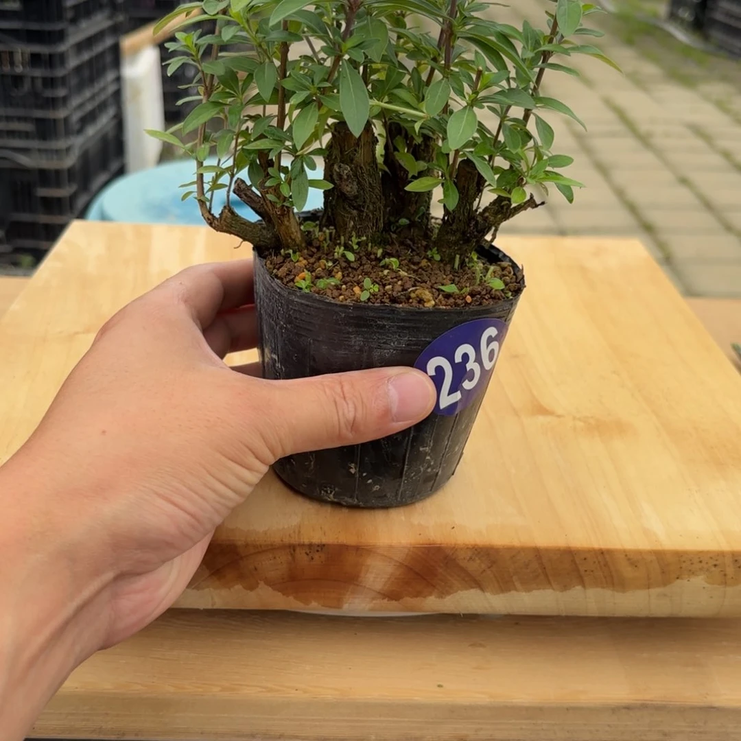 R大棚转让236号包邮
