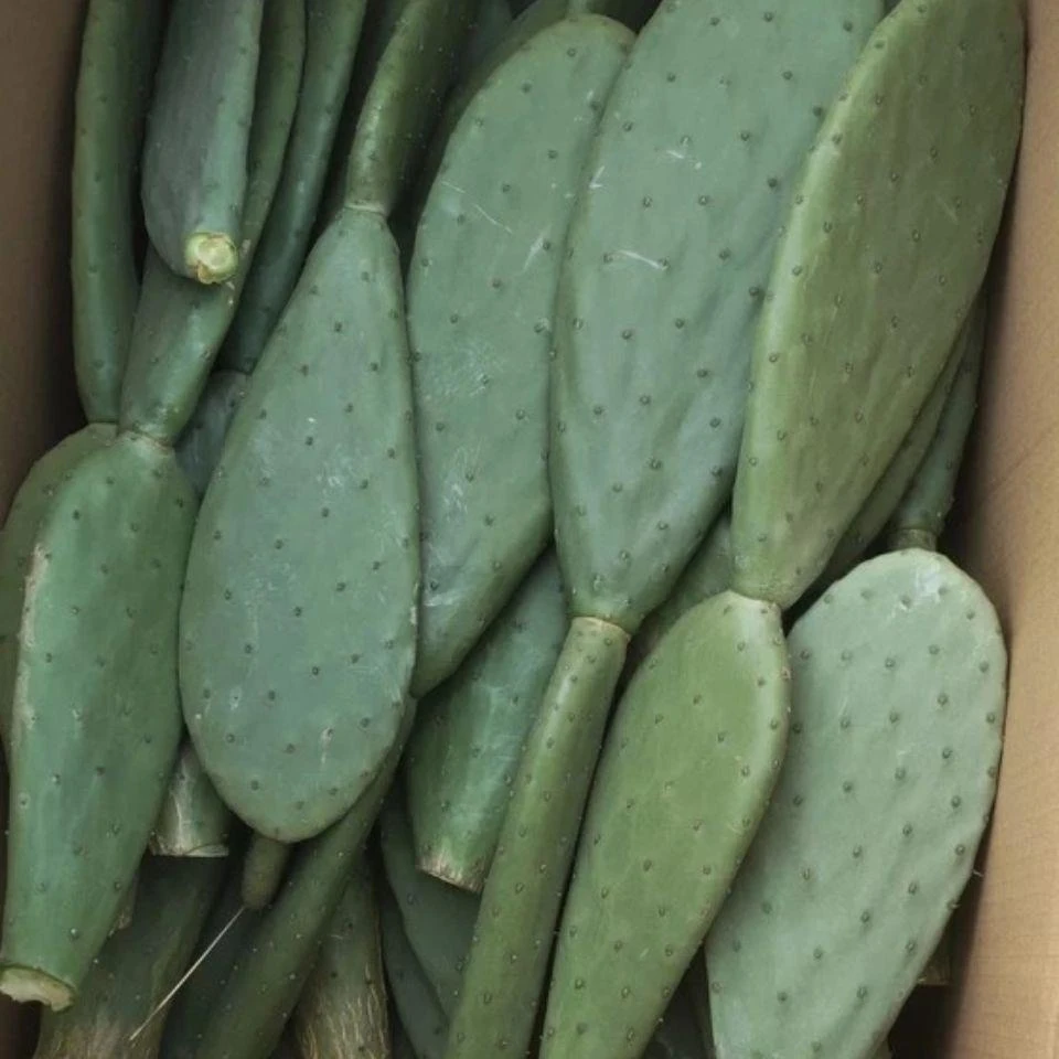 宝塔黄果盆栽清香可食用清甜阳台三仙人掌果实大果