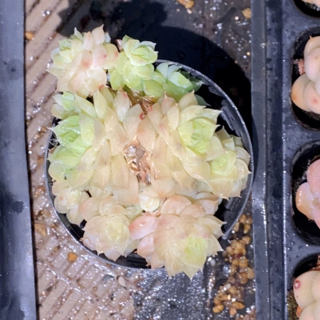 W****尼53的多肉多肉多肉多肉多肉