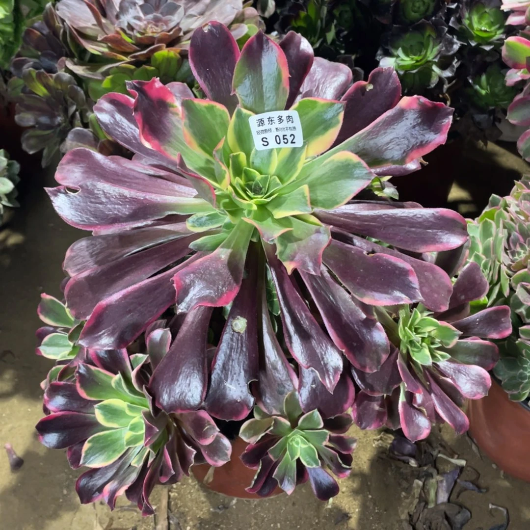 052金丝多肉法师断枝不包