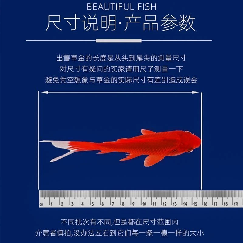 3-5cm随机小鱼 好养好活