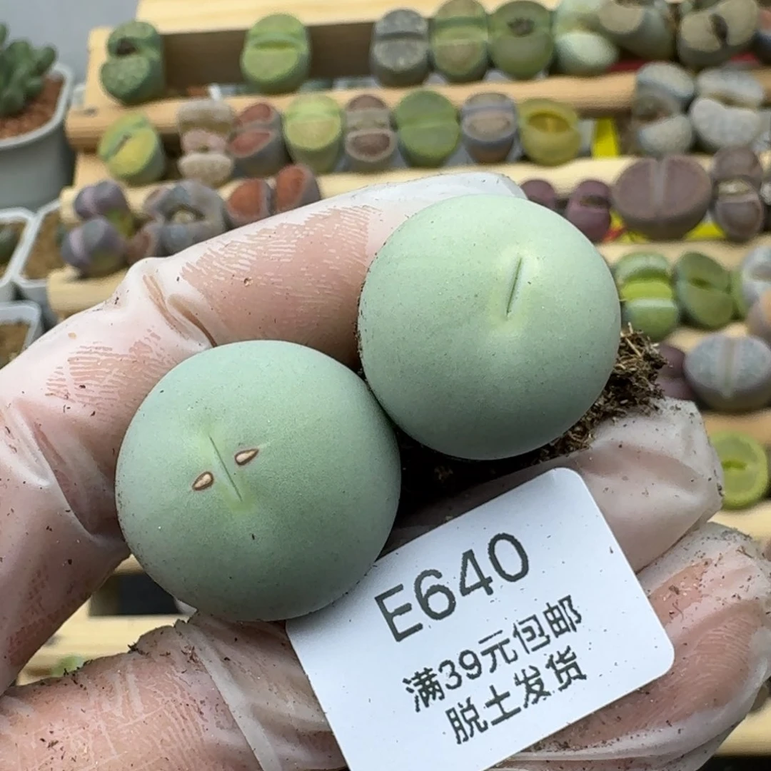 快**宝640多肉哈哈哈哈哈哈哈