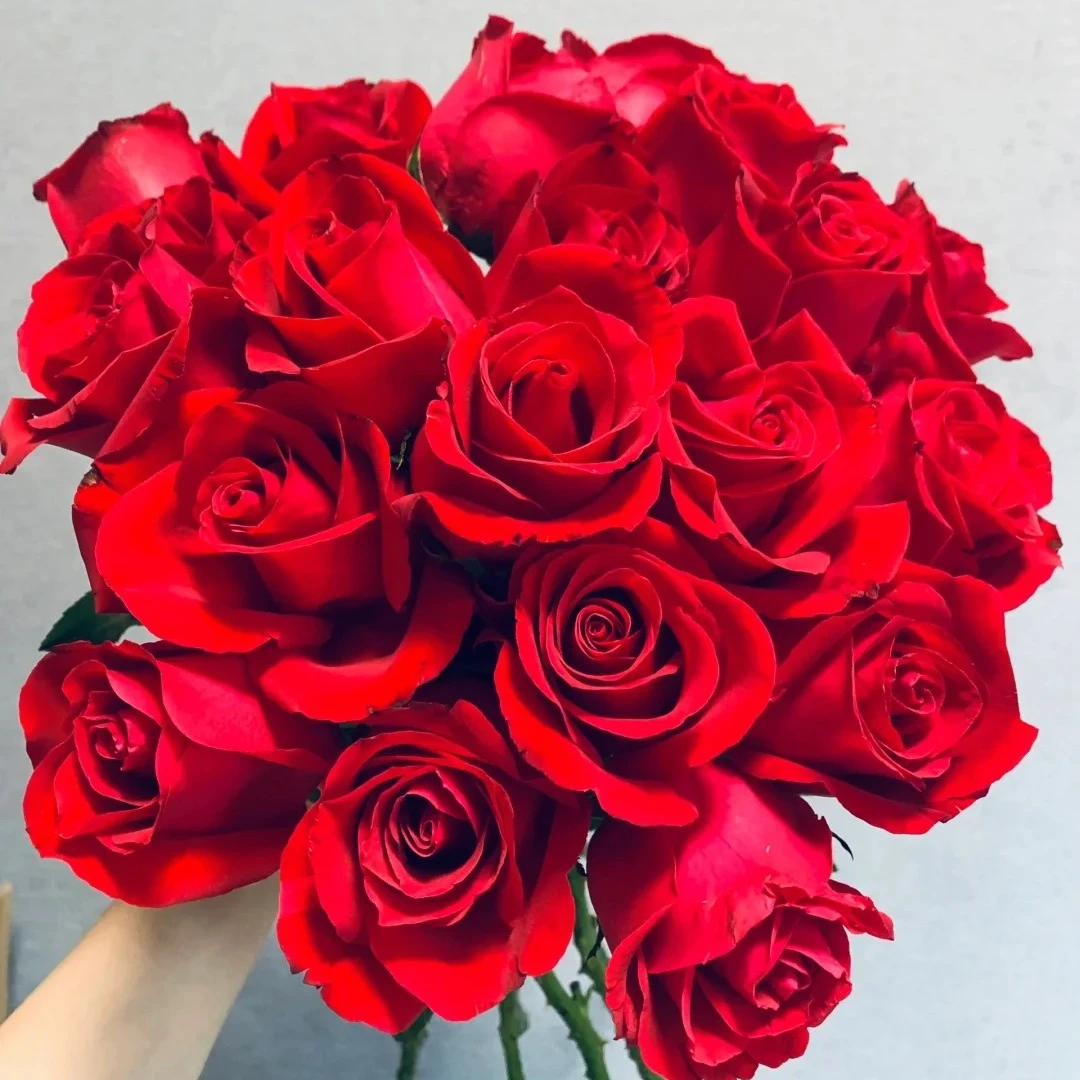 【浙里花】卡罗拉玫瑰 基地直发 两单升级EMS空运/京东冷链