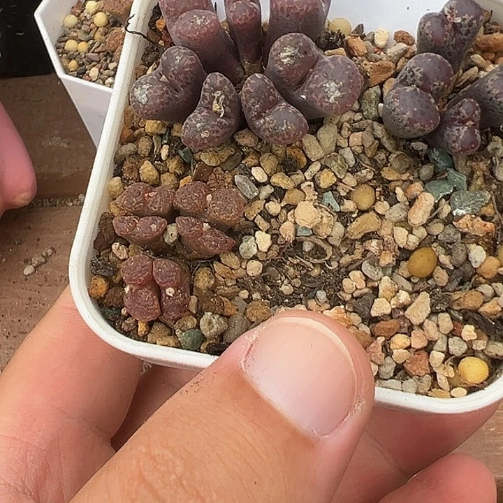 18-81肉锥多肉植物