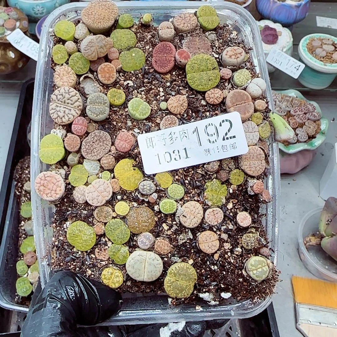 生石花满18包邮1031-192
