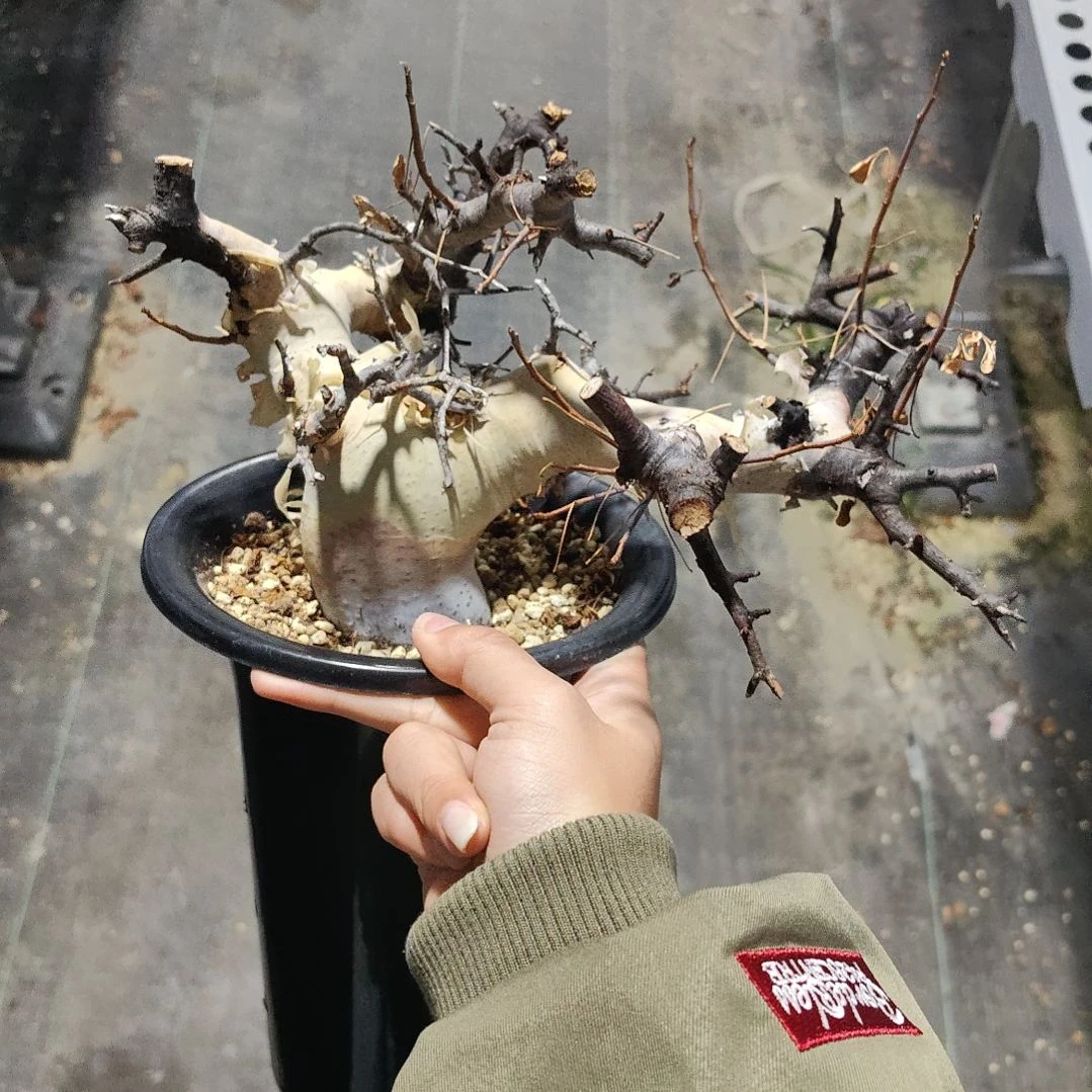 正白皮卡塔夫熟桩可寄养