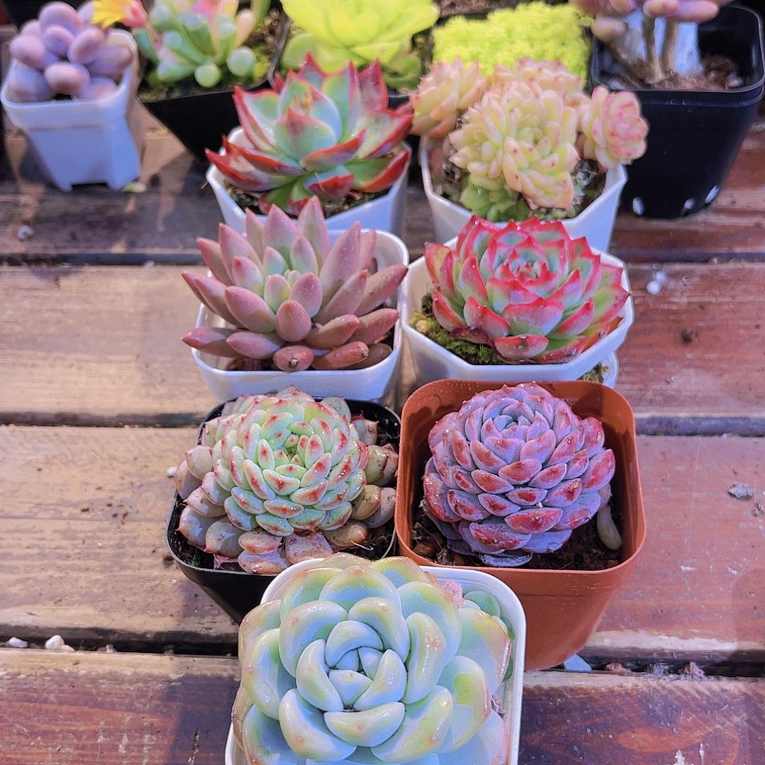 如图5盆带盆土土1111111111