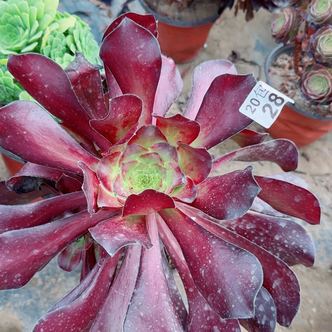 独眼巨人多肉289满20包邮断枝不包