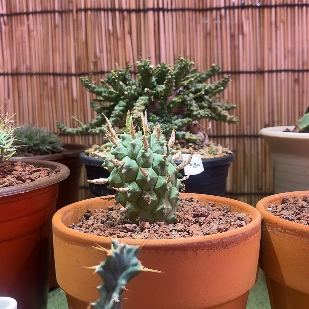 多肉植物多肉植物