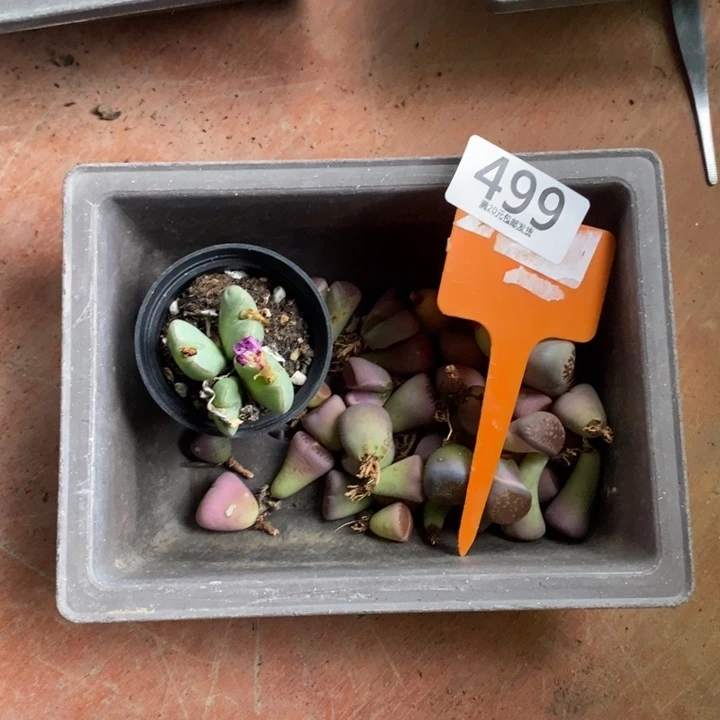 m***鱼生石花等植物的生长499