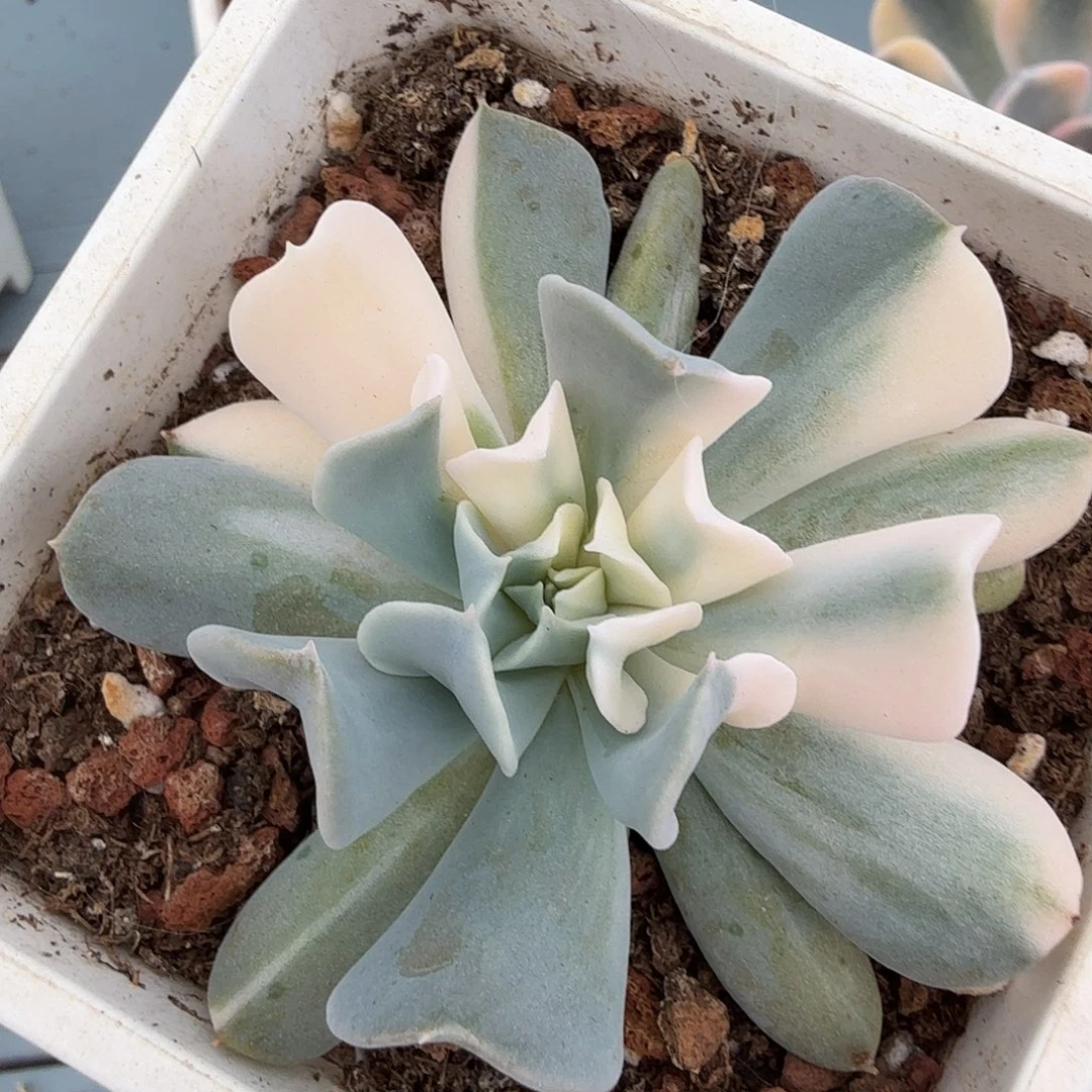 特玉莲锦，多肉植物