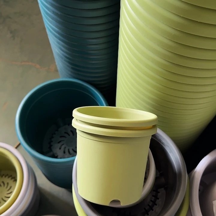 四季1号果绿无托10个