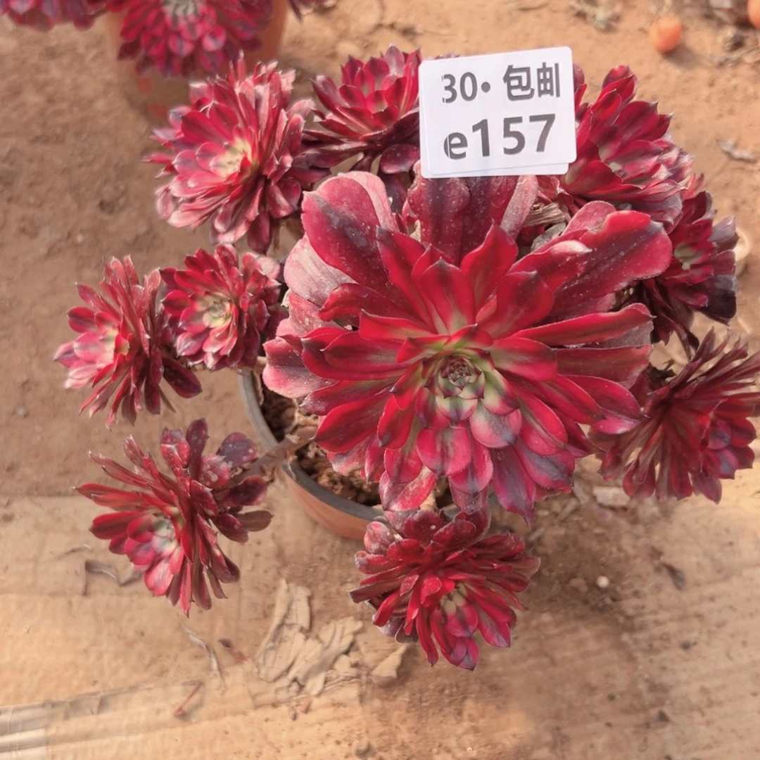 一**缘157美姬多肉法师