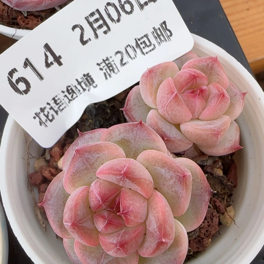 花语逸镜0206-614