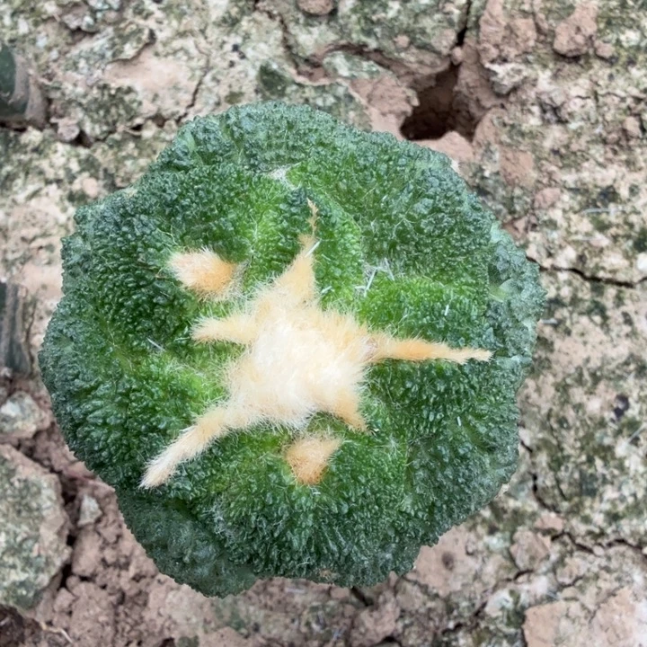 无花朵686超细密尤菜花牡丹西