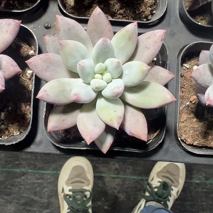 所罗门精品多肉植物