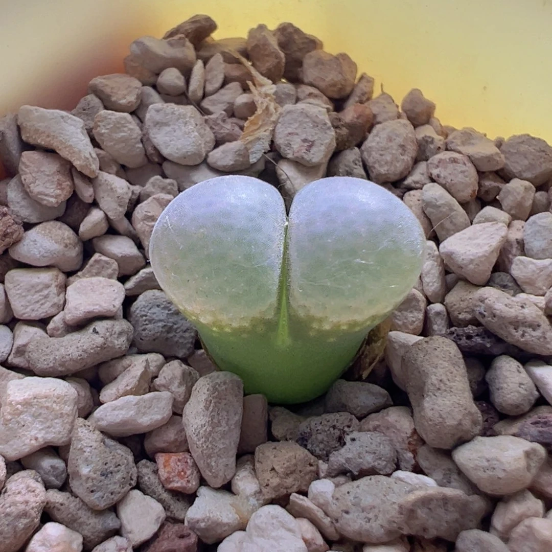 B23优选黑体白窗。 763。