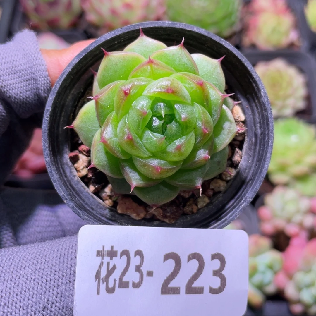 Y***V花利美23-223海王