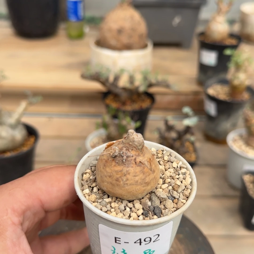 492开普敦厚敦菊块根植物