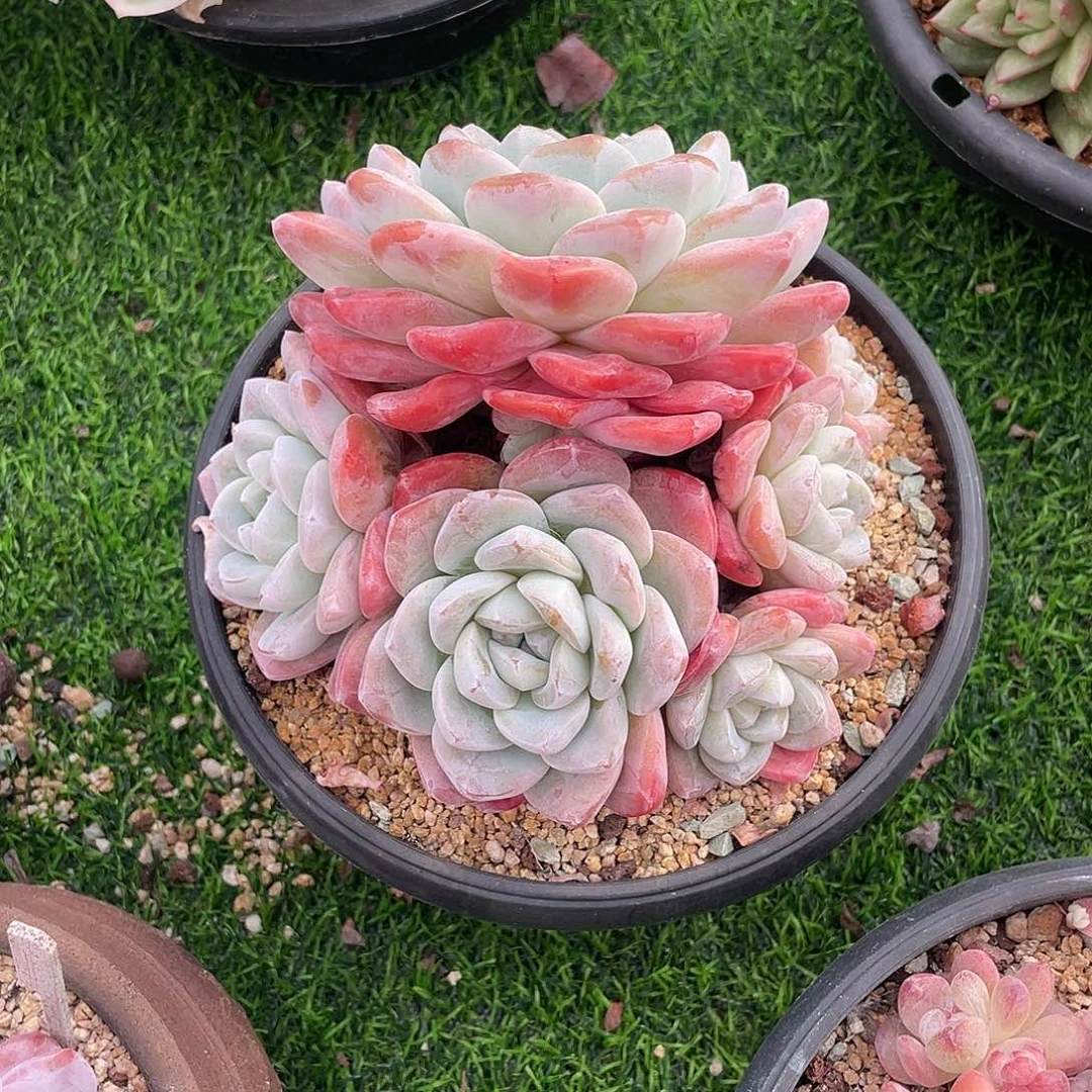 冰玉群生多肉植物一物一拍