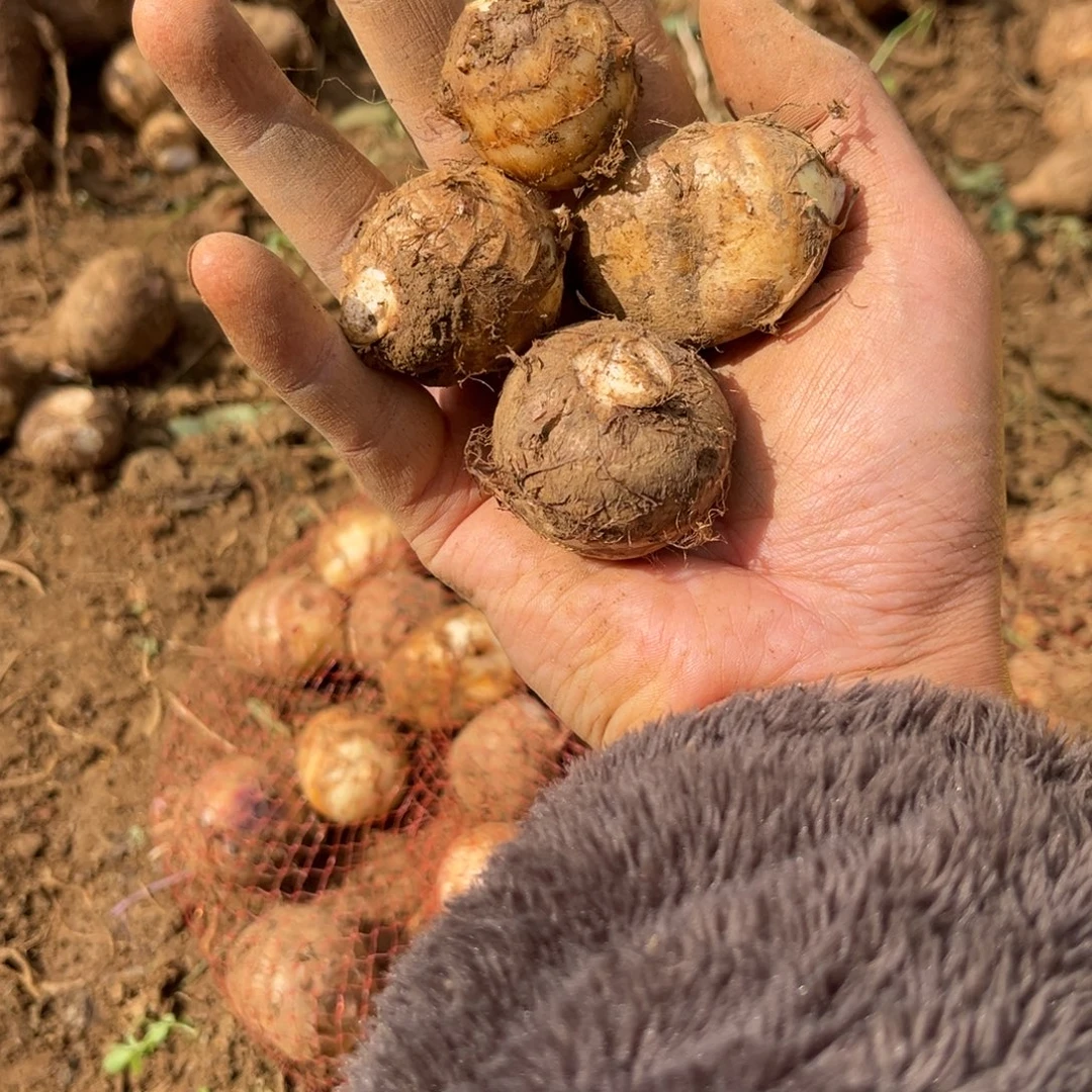 中国大陆直播间专享硬币大小芋儿5斤