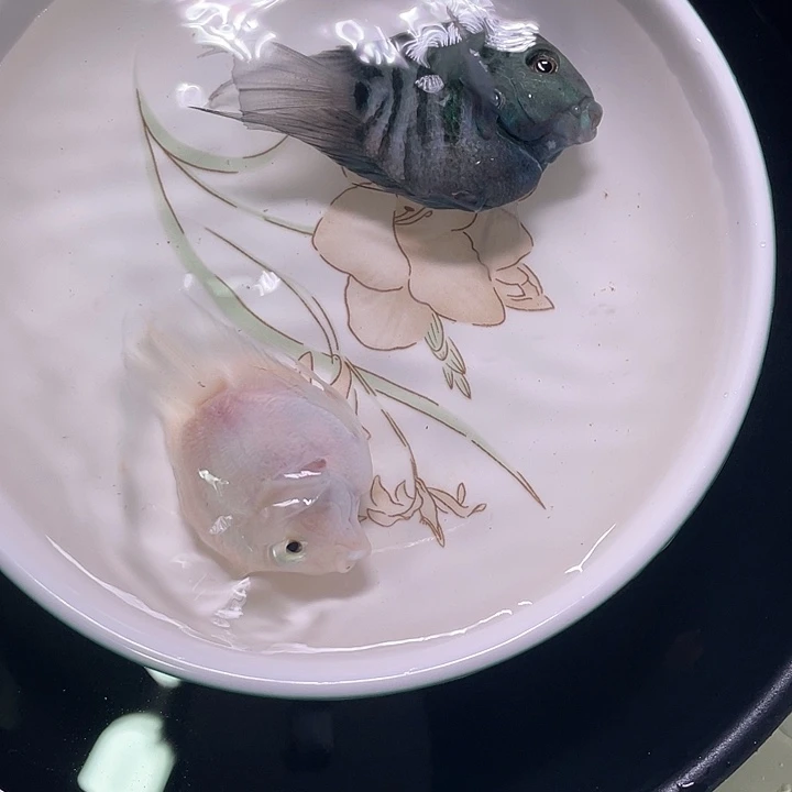 鹦鹉鱼迷你鹦鹉混搭2